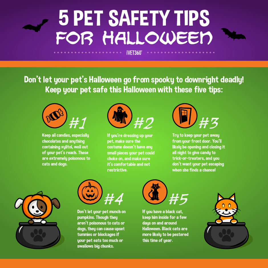 Five Pet Safety Tips for Halloween