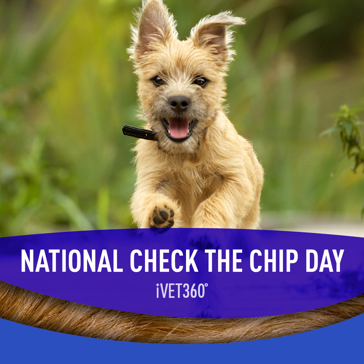 National Check the Chip Day				(August 15)