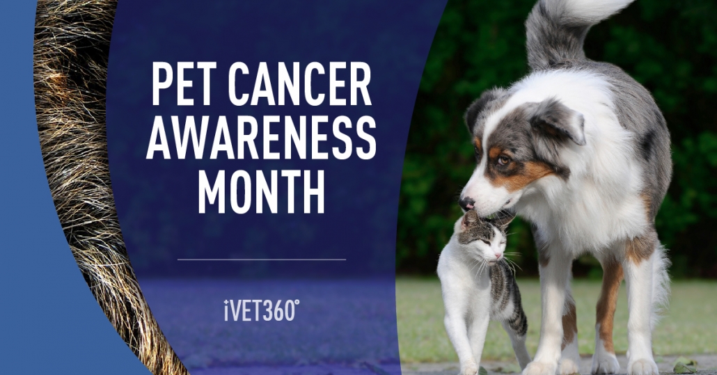 National Pet Cancer Awareness Month – iVET360 Social Calendar