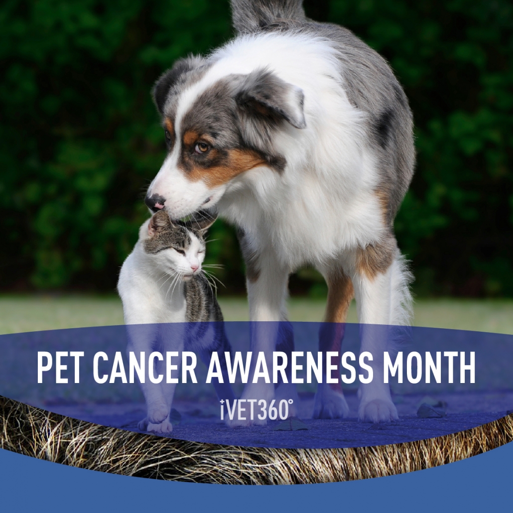 National Pet Cancer Awareness Month – iVET360 Social Calendar