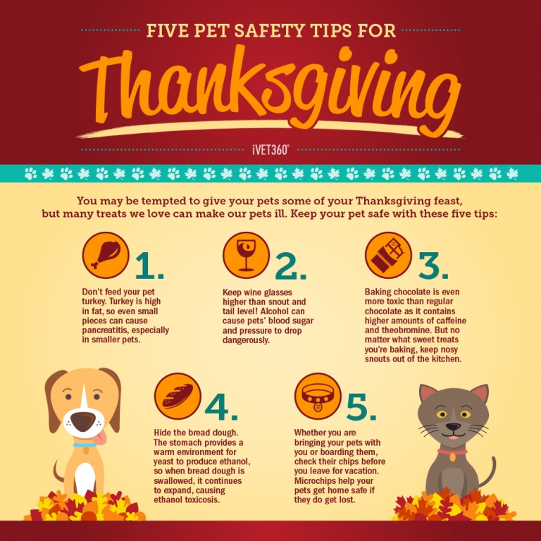 Five Pet Safety Tips for Thanksgiving iVET360 Social Calendar