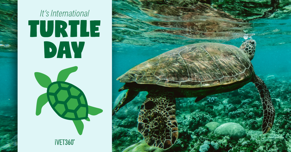 International Turtle Day (May 23) iVET360 Social Calendar