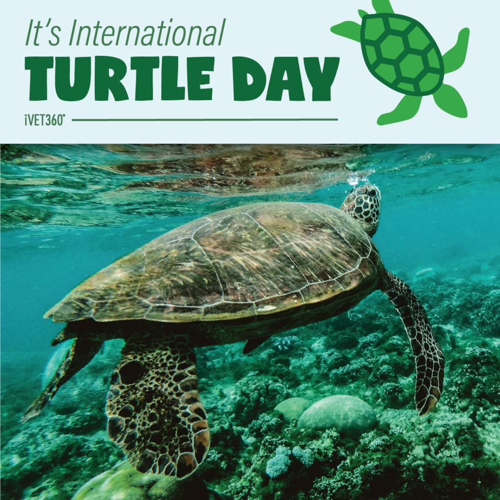 International Turtle Day (May 23) iVET360 Social Calendar