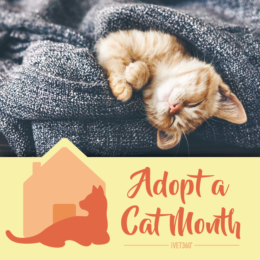 American Humane’s AdoptaCat Month iVET360 Social Calendar