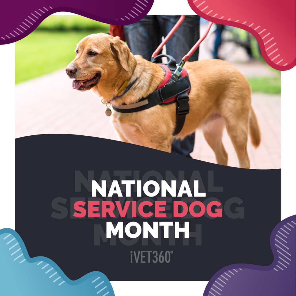 National Service Dog Month – iVET360 Social Calendar